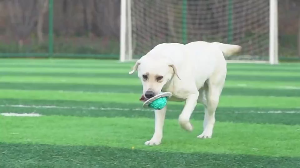 Hundespielzeug Beissball mit Sound