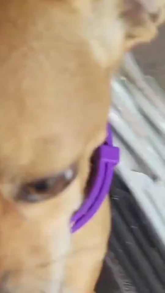 Beruhigendes Halsband für Katzen